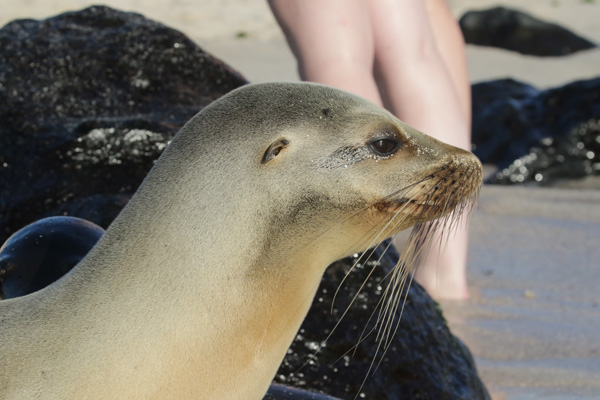 Sealion